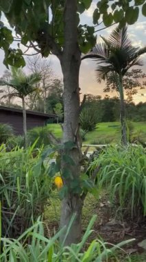 Arjantin, Iguazu 'daki üç ülkenin sınırı. Güzel manzaralı ve yüzme havuzlu bir orman oteli..