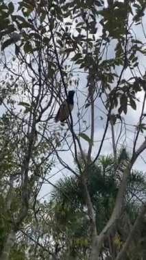 Kıvrımlı Jay Bird (Cyanocorax chrysops), Iguazu Şelalesi 'nin Arjantin tarafında bir dala oturmuş.