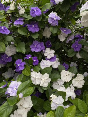 Bicolor Brunfelsia white and purple flowers (Brunfelsia brasiliensis). Manac tree with white and purple flowers