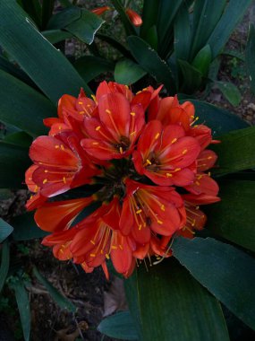 Amaryllis ailesinin daimi yeşil otçul bitkilerinden oluşan bir bitki cinsi olan Clivia çeşidi.