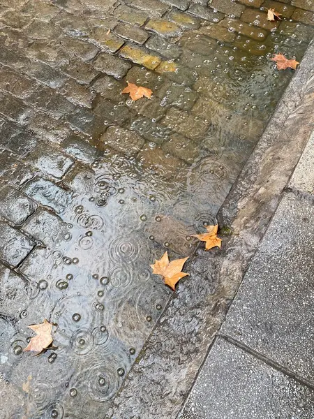 Sonbahar Yaprakları ile Çapraz Kaldırım - Sarı sonbahar yaprakları bir su birikintisinde yüzer, yağmurlu bir sonbahar gününün özünü yakalar.