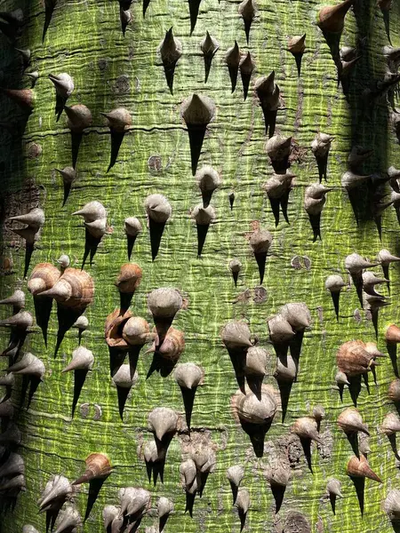 Dikenlerle kaplı ceiba Specosa ağacı dikeni, doğal arka plan