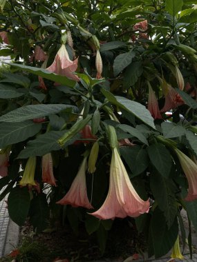 Yakın plan Brugmansia çiçeği, meleğin trompet çiçeklerine çok benzer. 