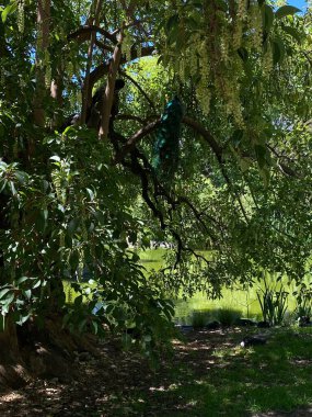 Ecopark, Buenos Aires Şehri, Arjantin - Güzel manzara, eski Buenos Aires Hayvanat Bahçesi