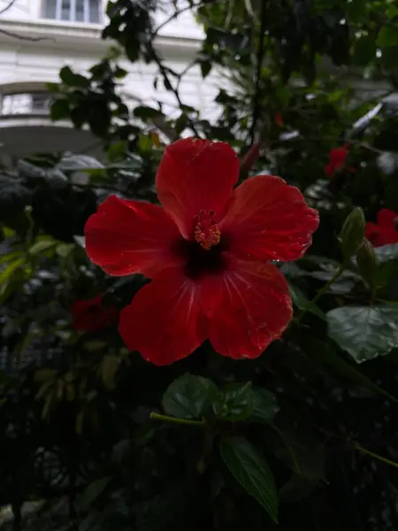 Yeşil arka planda kırmızı amber çiçeği. Tropikal bahçede.