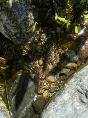 Taşlı ve solucanlı arkaplan suyu, kayadaki temiz suda solucanlar.