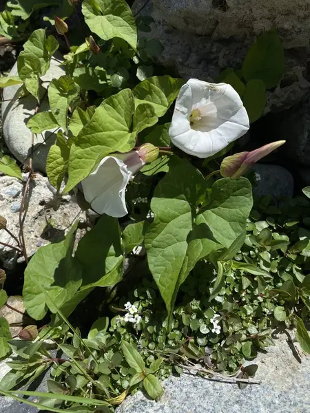 Birçok çiçek tomurcukları, açık ve kapalı beyaz çiçekli bitki yoğun yeşil yapraklarla çevrili.