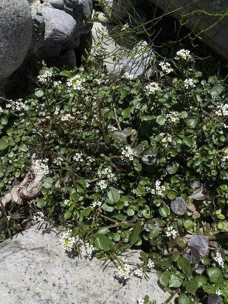 Beyaz çiçekli Nasturtium Ofisi, Bariloche, Arjantin