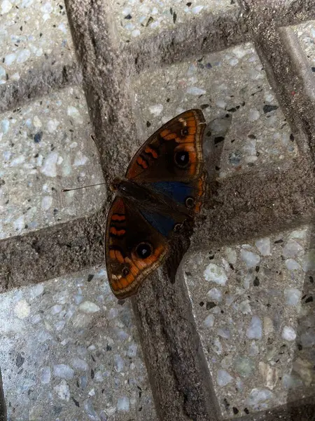 Dört gözlü kelebek (Junonia genoveva). Açık kanatlı makro fotoğrafçılıkla duvarda duran canlı renklere sahip kelebek.. 