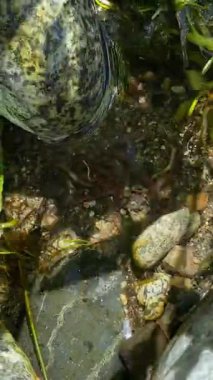 Taşlı ve solucanlı arkaplan suyu, kayadaki temiz suda solucanlar.