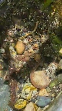 Taşlı ve solucanlı arkaplan suyu, kayadaki temiz suda solucanlar.