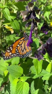 Turuncu bir kral kelebeğine yakın yeşil arka plan
