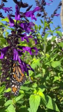 Turuncu bir kral kelebeğine yakın yeşil arka plan