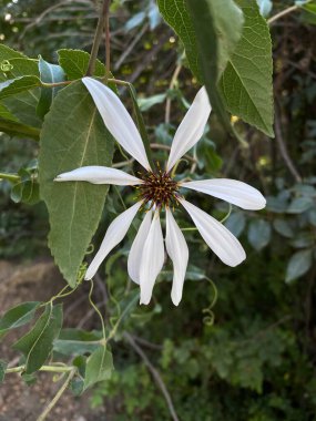 Bariloche, Neuquen, Arjantin 'de Mutisia spinosa