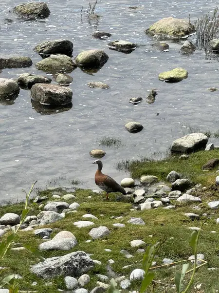 Nahuel Huapi Gölü, Bariloche 'deki Magallanes Goose, Bandurria Austral (Theristicus melanopis), Patagonya kuşları. 