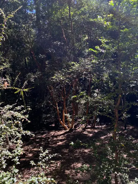 Ulusal Park, Bariloche 'deki orman, Neuquen, Arjantin