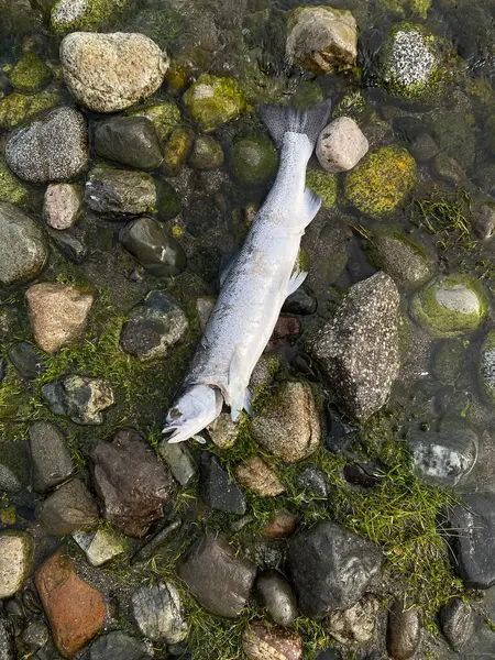 Arjantin, Bariloche 'de bir gölün kıyısında patagonya alabalığı öldü.