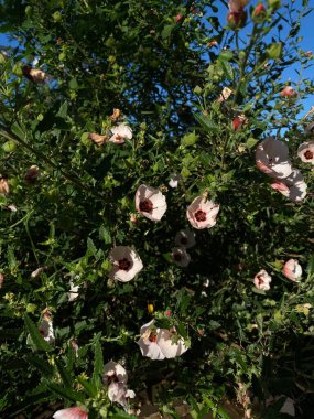 Bir pavyonun çiçekleri acele eder, Malvaceae