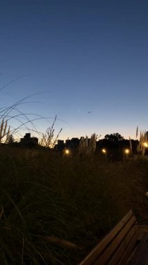 Günbatımından sonra Buenos Aires 'te büyük yusufçuklar parkta uçar.