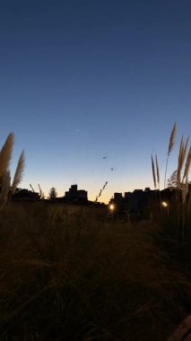 Günbatımından sonra Buenos Aires 'te büyük yusufçuklar parkta uçar.