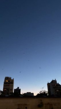 Günbatımından sonra Buenos Aires 'te büyük yusufçuklar parkta uçar.