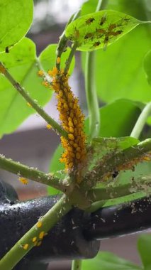 Sarı Yaprak bitkileri kümesi, yaprak besinleriyle besleniyor, bir bitkinin makro görüntüsü.