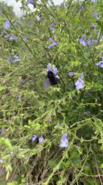 Siyah bir yaban arısı üzerine yakın plan menekşe çiçeğinden polen topluyor (Salvia miltiorrhiza)