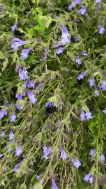 Siyah bir yaban arısı üzerine yakın plan menekşe çiçeğinden polen topluyor (Salvia miltiorrhiza)