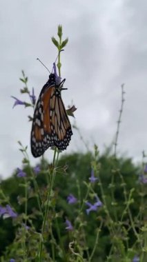 Kral kelebeği rengarenk bir yaz otlağının arka planında görünürdü.