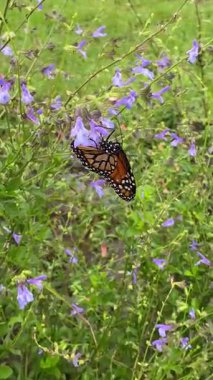 Kral kelebeği rengarenk bir yaz otlağının arka planında görünürdü.