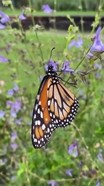 Kral kelebeği rengarenk bir yaz otlağının arka planında görünürdü.