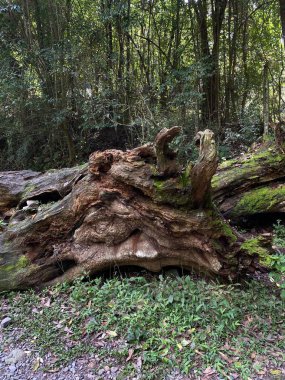 Arjantin 'in Salta ilindeki Yungas (sıcak tropikal vadiler) yoğun ormanları. 