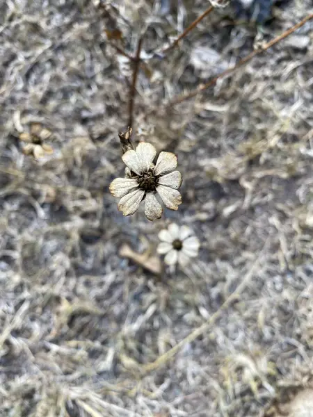 Kurumuş çiçek tarlası, kurutulmuş melampodyum leucanthum.