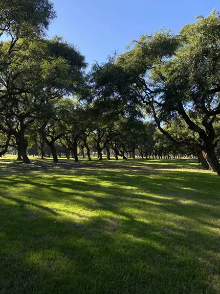Buenos Aires, Arjantin, doğa ve ağaçlardaki parklar ve hayvanlar