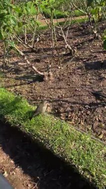 Buenos Aires, Arjantin, doğa ve ağaçlardaki parklar, kuşlar ve hayvanlar