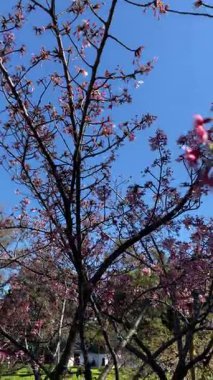 Mavi gökyüzü arka planında çiçek açan bir ağaç dalı. Buenos Aires, Arjantin 'de pembe kiraz çiçekleri