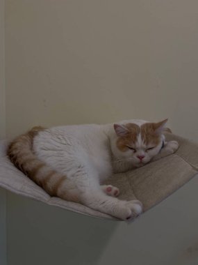 Kedi kafesinde uyuyan kedi.