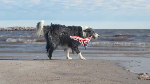 Медленное Движение Счастливой Собаки Колли Бегущей Играющей Улице Несущей Американский — стоковое видео