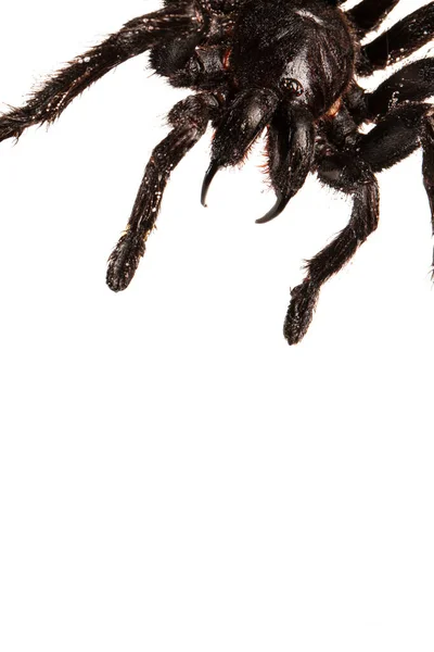Griezelige Harige Tarantula Met Grote Tanden Geïsoleerd Wit — Stockfoto