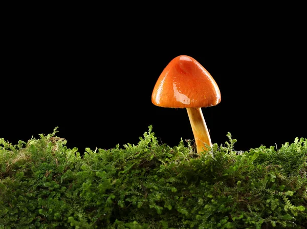 潮湿潮湿的绿色苔藓森林地面上的橙色和黄色蘑菇 被隔离在黑暗中 — 图库照片