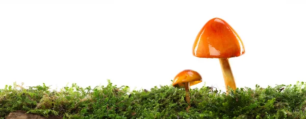 湿湿潮湿的绿色苔藓森林地面上有两个橙色和黄色的蘑菇 与白种人隔离 — 图库照片