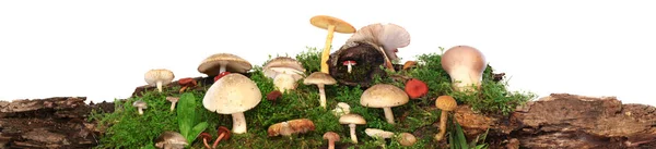 几种五彩缤纷的蘑菇和真菌在绿色苔藓原木上的全景 与白种人隔离 — 图库照片