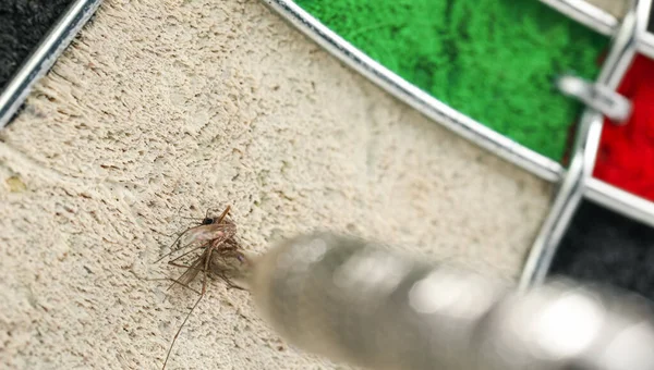 ダーツボード上の蚊を打つダーツの百万幸運なショットの1つ — ストック写真