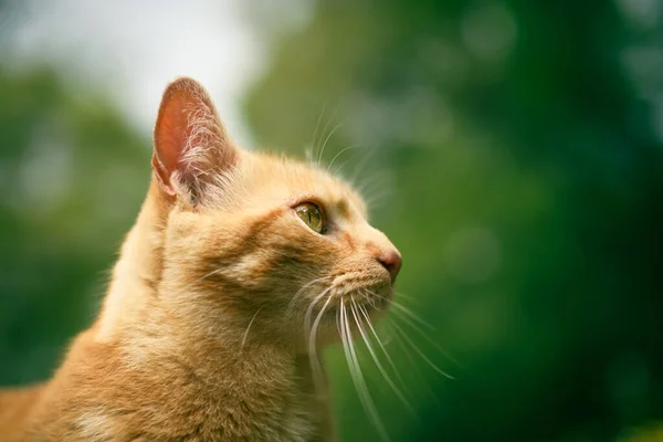 Oranje Tabby Kat Buiten Het Gras Staren Van Zijkant — Stockfoto
