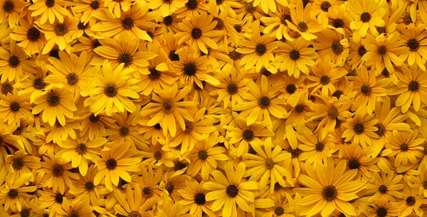 Wall Bright Yellow Flowers Background — Stock Photo, Image