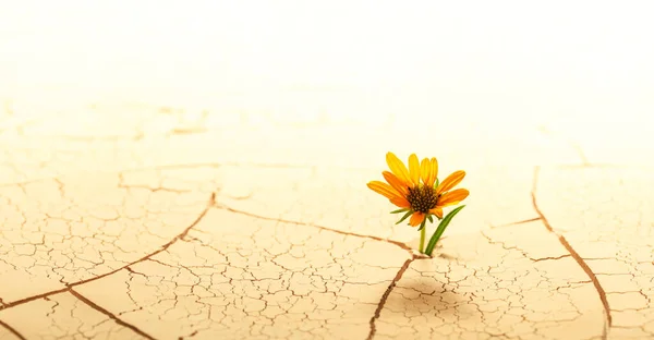 Ξηρό Ραγισμένο Χώμα Της Ερήμου Ένα Λουλούδι Φυτρώνει Από Την — Φωτογραφία Αρχείου