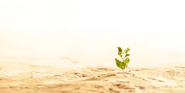 Növény Hervadása Pusztulása Száraz Repedt Sivatagi Talajban Globális Felmelegedés Vagy — Stock Fotó