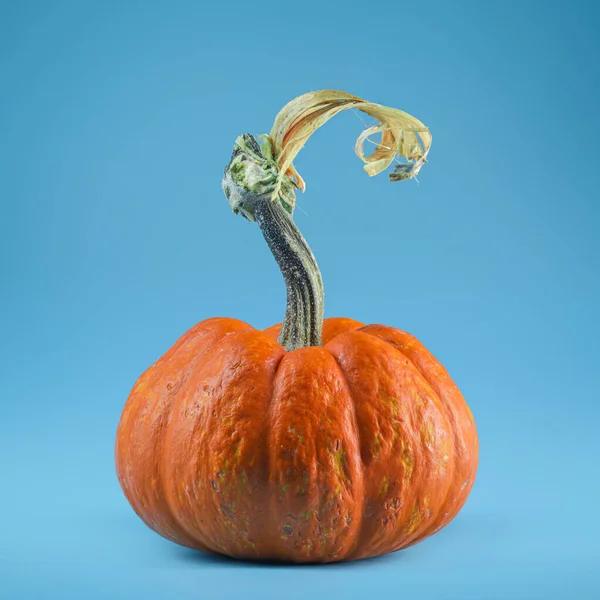Mini Oranje Pompoen Met Steel Voor Halloween Blauwe Achtergrond — Stockfoto