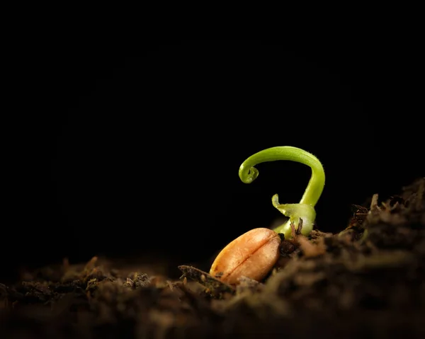 Tiny Fragile Seedling Fresh New Growth Dirt Blank Black Copy — Stock Photo, Image