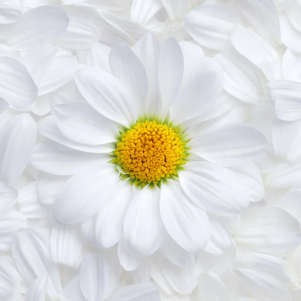 Simple Background Soft White Flower Petals Single Perfect Daisy Vibrant — стоковое фото